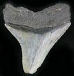 Bargain Posterior Megalodon Tooth #25668-1